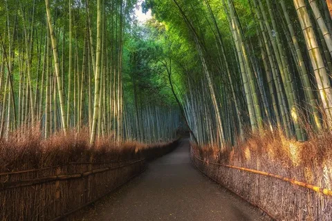 外拍翠绿竹林海 外拍翠绿竹林海
