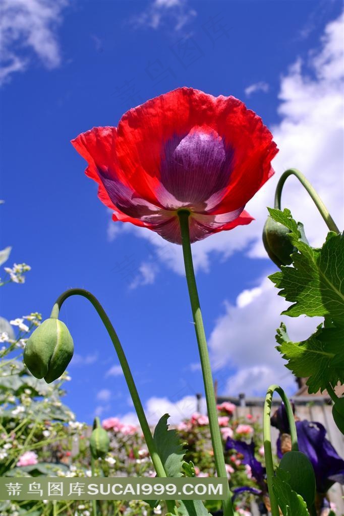 蓝天下鲜艳的罂粟花鲜花图片