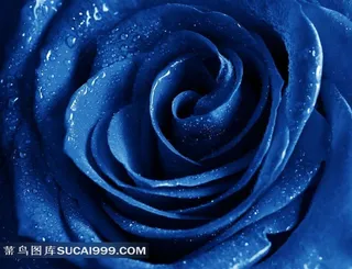 高清蓝色玫瑰素材图片下载