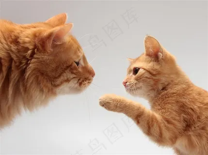 两只可爱小猫 两只可爱小猫