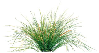 高清树木素材 免抠PSD植物素材 美术绘画园林贴图 树草灌木花草