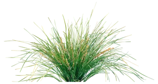 高清树木素材 免抠PSD植物素材 美术绘画园林贴图 树草灌木花草