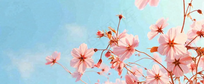 唯美粉色樱花花瓣春天浪漫梦幻蓝色，春分惊蛰摄影图(1712x704)
