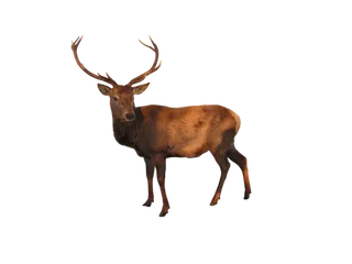 鹿动物免扣素材透明背景野马