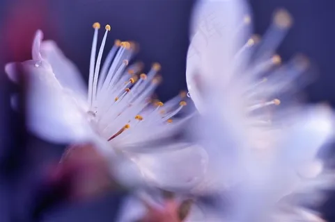 唯美鲜花花蕊高清特写图片 唯美鲜花花蕊高清特写图片