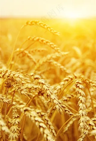美丽的麦田景色高清图