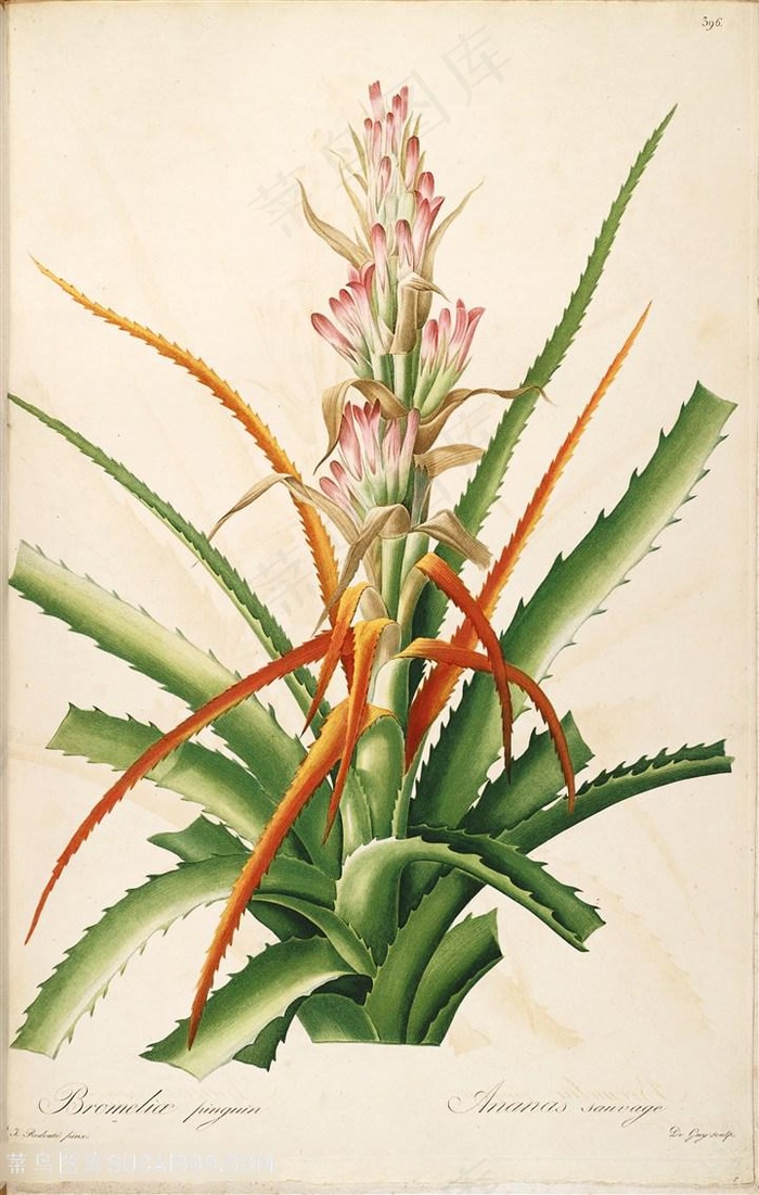 雷杜德原版高清唯美花卉图谱素材