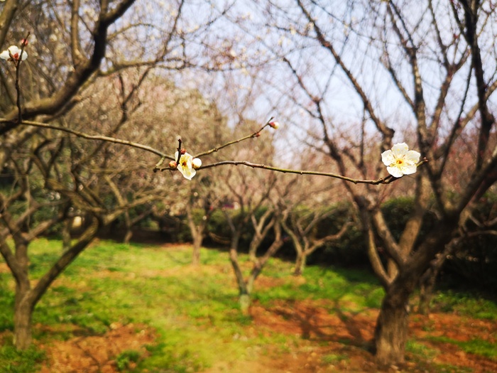 一枝白梅花