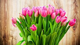 高清郁金香图片