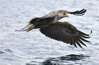 高清水面上低空飞翔的白头海雕图片