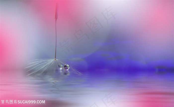 唯美梦幻蒲公英鲜花图片