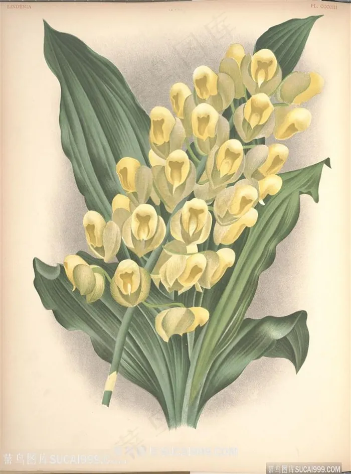 神采兰花唯美高清花束插画