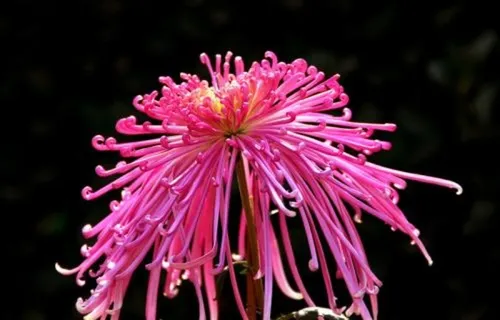 红色菊花盛开 红色菊花盛开
