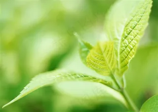 森林风景仰视  jpg素材