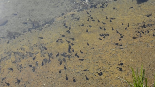 蝌蚪, 青蛙, 动物, 自然, 水, 青蛙通过, 池塘