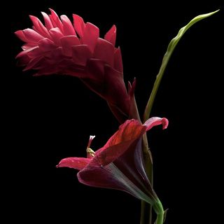 超高清红色鲜花图片