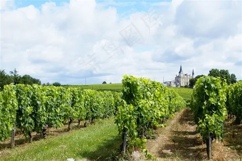 在波尔多地区的葡萄园