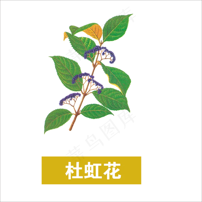 手绘草本中药药材杜虹化