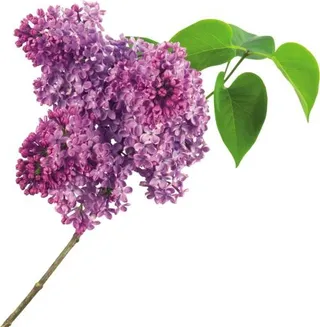 紫丁香 PNG免抠
