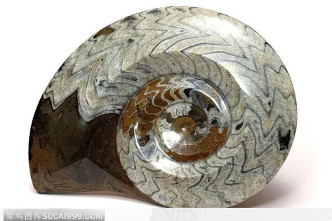 螺旋纹贝壳（灰暗）