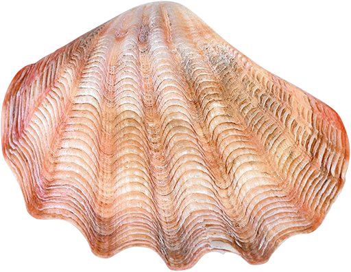 海螺 PNG免抠(512x396)