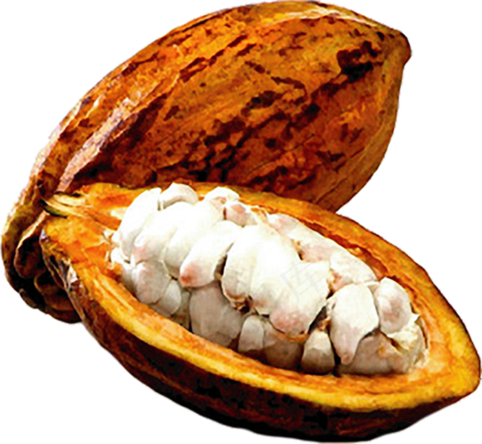 可可果实可可粉免抠 (6)