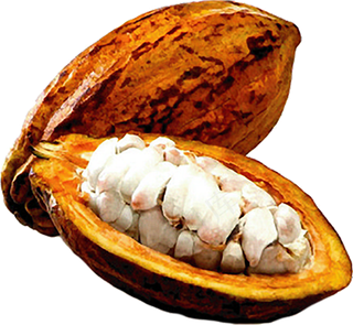 可可果实可可粉免抠 (6)