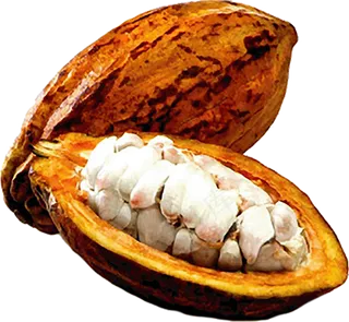 可可果实可可粉免抠 (6)