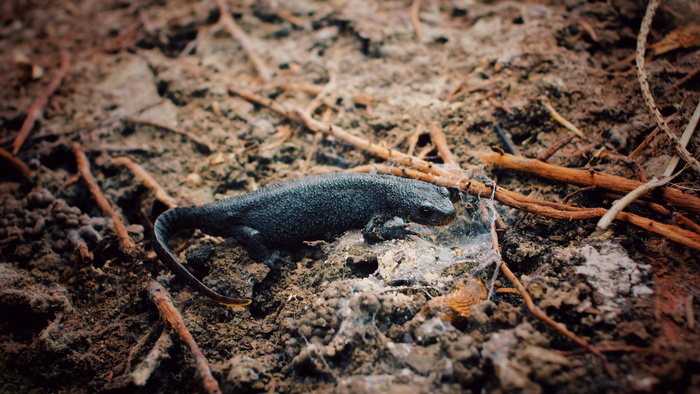 蜥蜴宠物真实图片