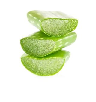 芦荟 PNG免抠