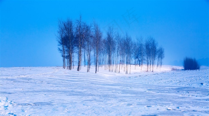 冰天雪地的自然树林风景图片