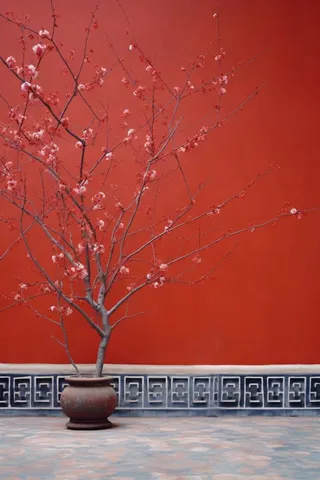 中国风红墙古风枝叶背景