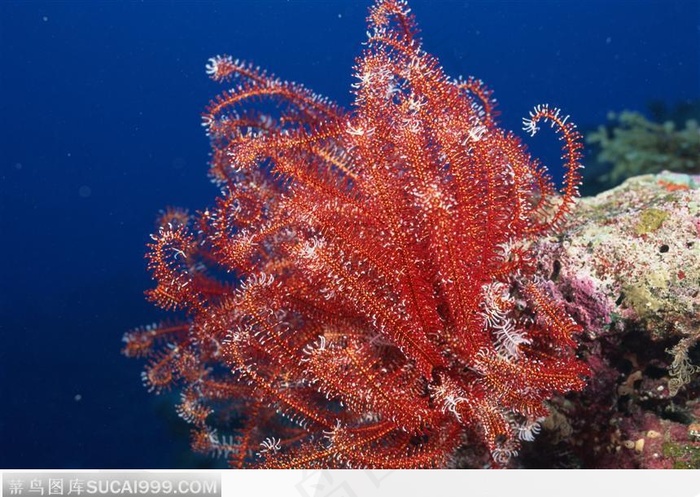 珊瑚（红色放线状）