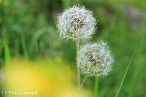 唯美蒲公英鲜花摄影图片