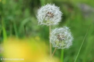 唯美蒲公英鲜花摄影图片