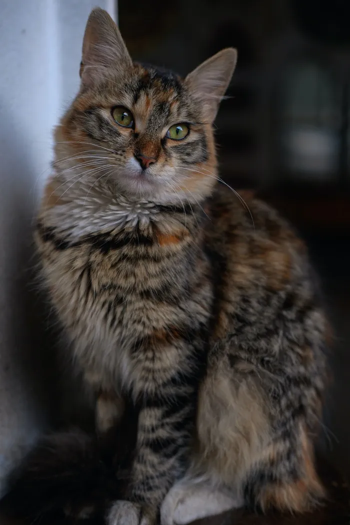 可爱猫咪猫猫摄影素材