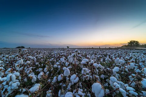 棉花 棉花田  * 天空 辽阔 棉花地 