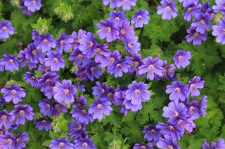 盛开紫色天竺葵图片