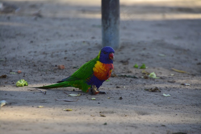 鹦鹉觅食图片