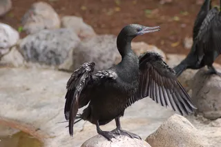 鸟海鸥动物飞翔飞鸟