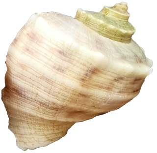 米白色浅色单个海螺壳贝壳免抠实拍摄影素材元素