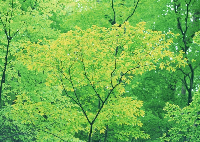 森林风景树林风景素材