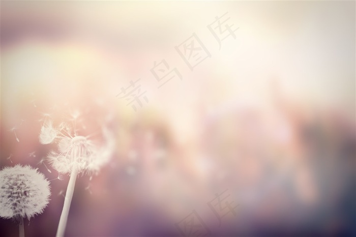 飞舞的蒲公英素材高清图片