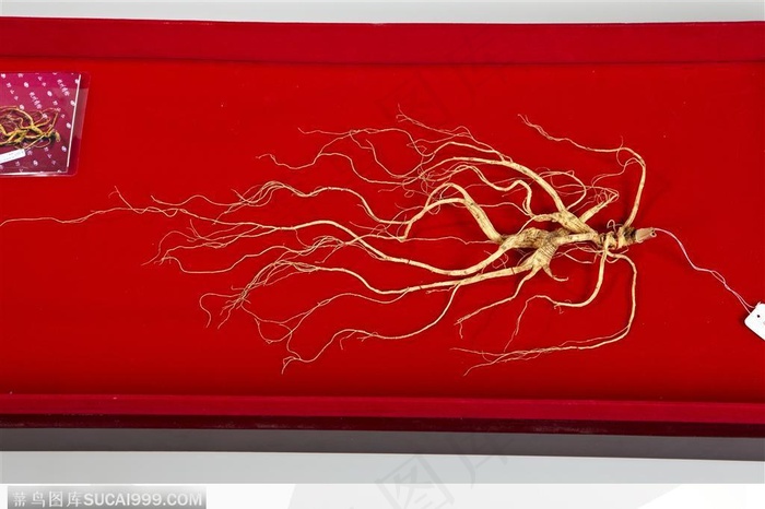 中草药--百年野山参高清照