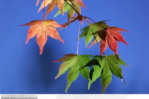 枫叶美景-蓝天下一串美丽的枫叶