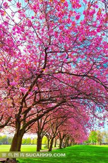 浪漫樱花风景图片