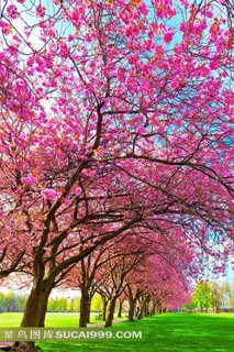 浪漫樱花风景图片 浪漫樱花风景图片