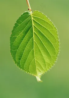 森林树木美丽风景图片素材 森林树木美丽风景图片素材