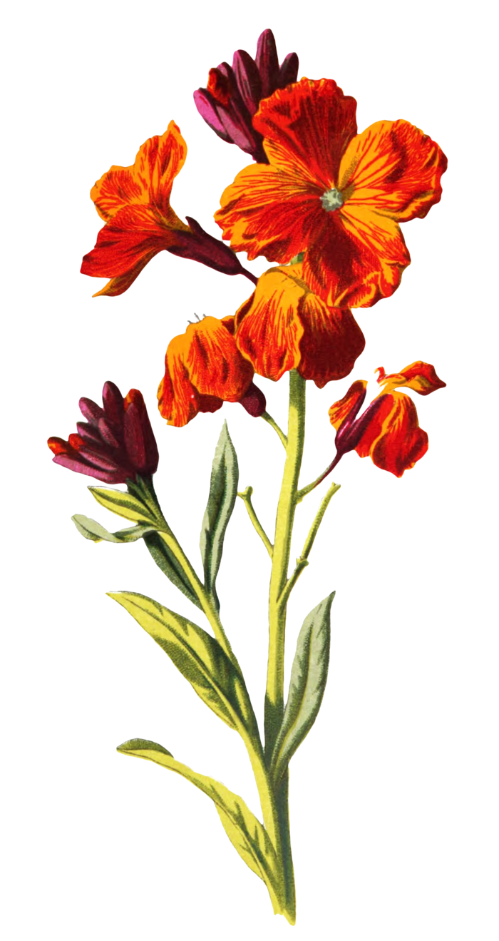 复古手绘植物花卉玫瑰花PNG免扣图案高清图片PS设计素材图