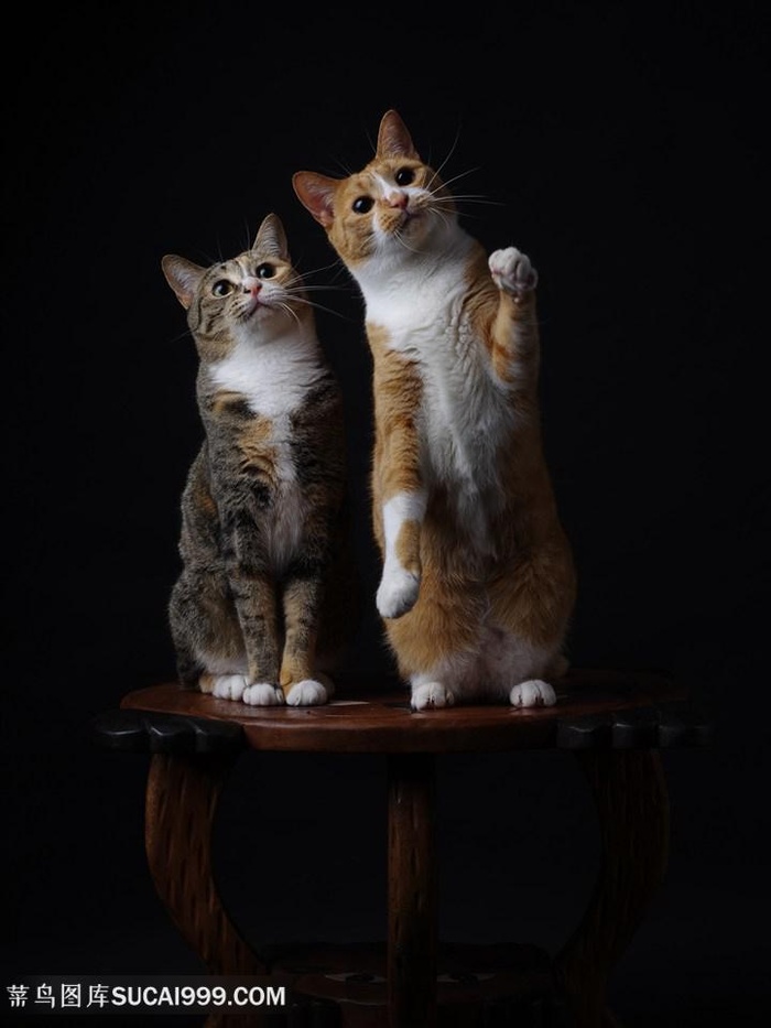 桌子上两只可爱的猫咪图片